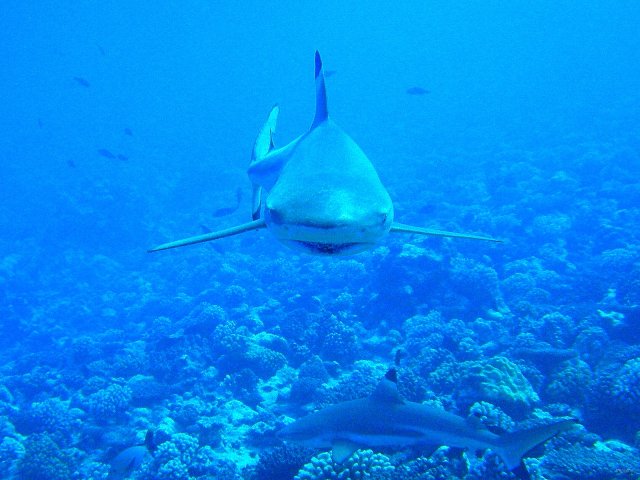 50- Requin pointe noire sale gueule 